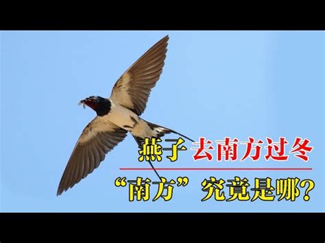 燕子 意義|帶著福氣的鳥兒：燕子